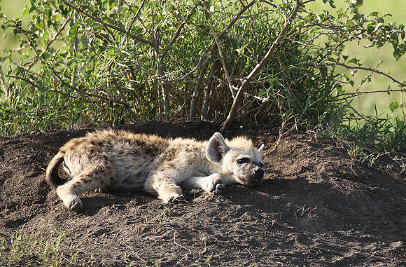 Spotted hyena - Serengeti - Grumeti