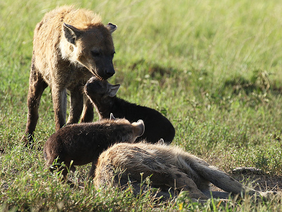 Spotted hyena - Serengeti - Grumeti