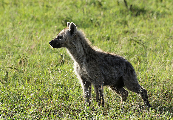Spotted hyena - Serengeti - Grumeti
