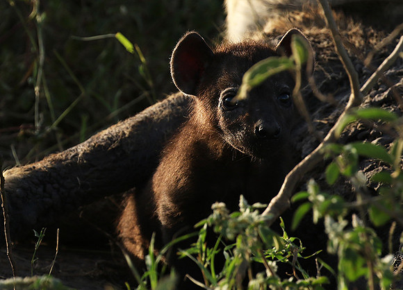 Spotted hyena - Serengeti - Grumeti