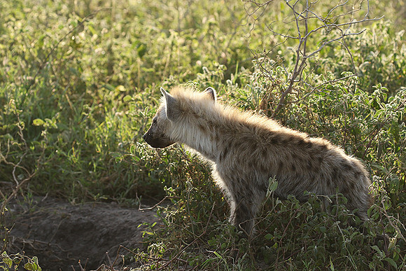 Spotted hyena - Serengeti - Grumeti