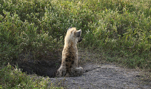 Spotted hyena - Serengeti - Grumeti