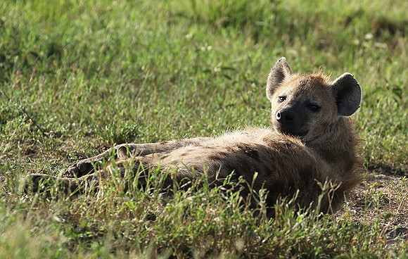 Spotted hyena - Serengeti - Grumeti