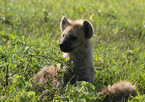 Spotted hyena - Serengeti - Grumeti