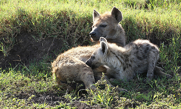 Spotted hyena - Serengeti - Grumeti