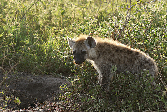 Spotted hyena - Serengeti - Grumeti