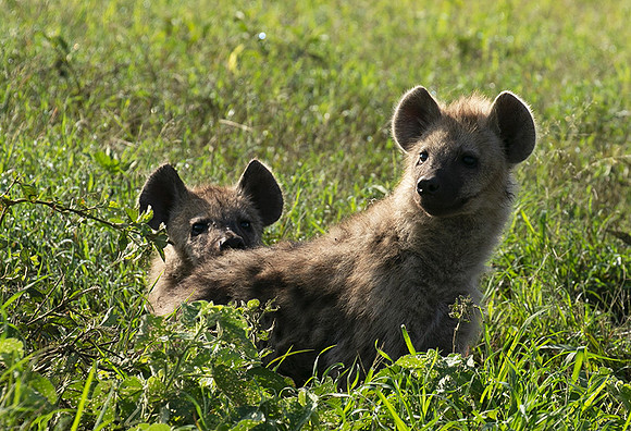 Spotted hyena - Serengeti - Grumeti