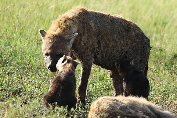 Spotted hyena - Serengeti - Grumeti