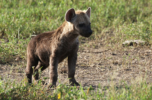 Spotted hyena - Serengeti - Grumeti