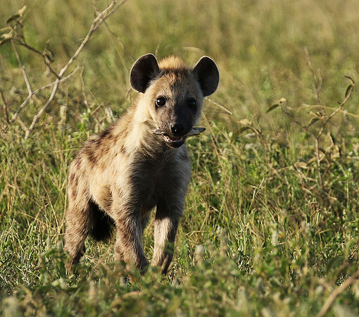 Spotted hyena - Serengeti - Grumeti