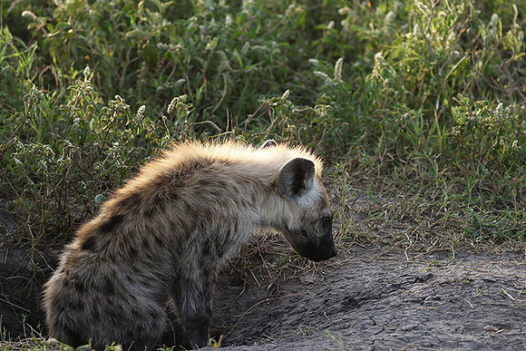 Spotted hyena - Serengeti - Grumeti