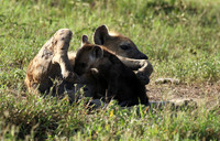 Spotted hyena - Serengeti - Grumeti