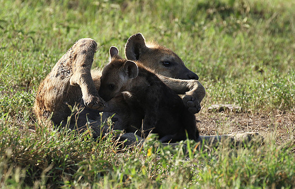 Spotted hyena - Serengeti - Grumeti