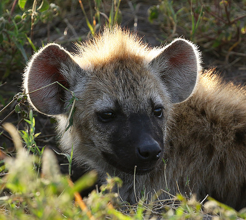 Spotted hyena - Serengeti - Grumeti Private Reserve