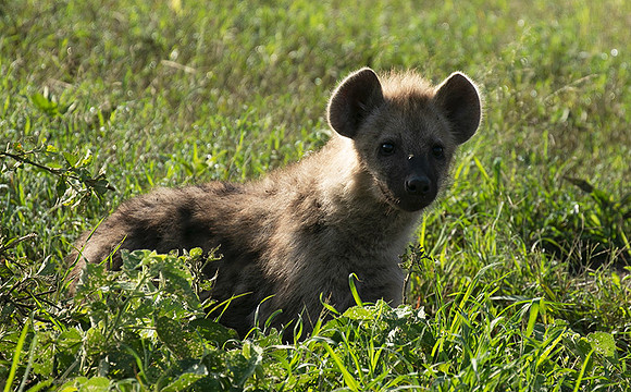 Spotted hyena - Serengeti - Grumeti