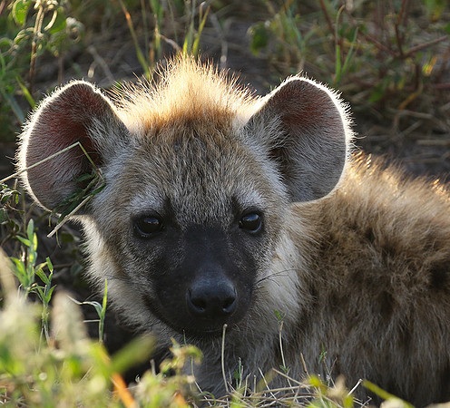 Spotted hyena - Serengeti - Grumeti Private Reserve