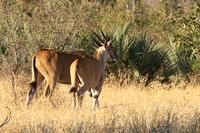 Malilangwe