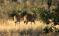 Malilangwe