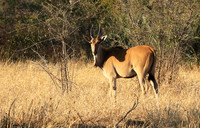 Malilangwe