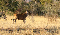 Malilangwe