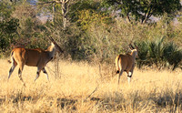 Malilangwe