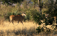 Malilangwe