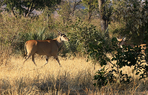 Malilangwe
