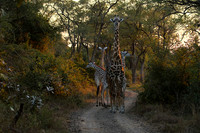 Giraffes thornicraft - South Luangwa