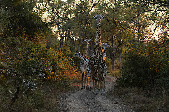 Giraffes thornicraft - South Luangwa