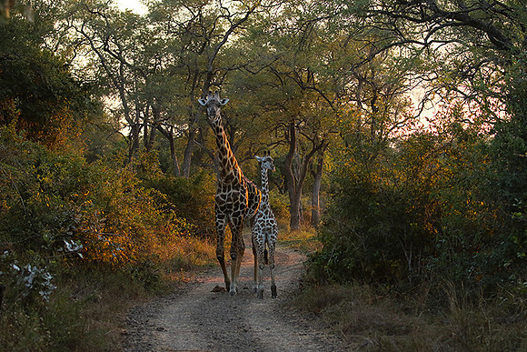 Giraffes thornicraft - South Luangwa