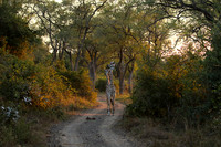 Giraffes thornicraft - South Luangwa