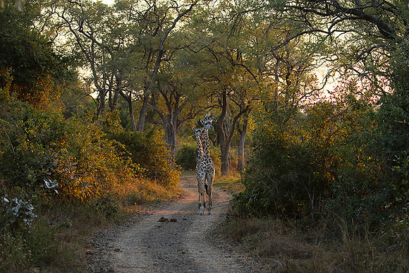 Giraffes thornicraft - South Luangwa