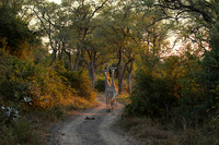 Giraffes thornicraft - South Luangwa