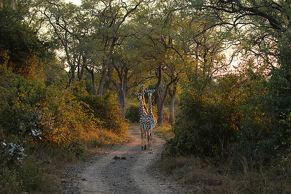 Giraffes thornicraft - South Luangwa
