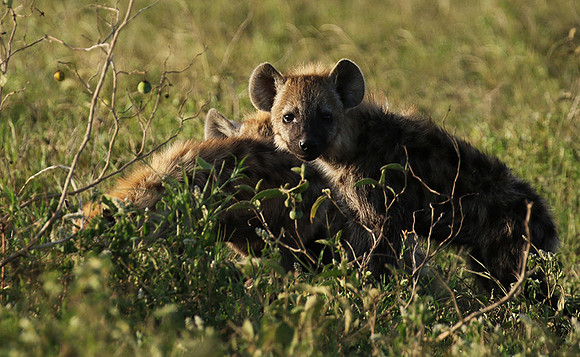 Spotted hyena - Serengeti - Grumeti