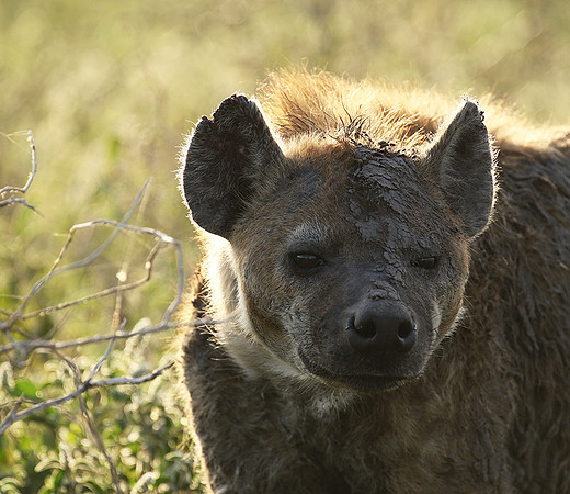Spotted hyena - Serengeti - Grumeti