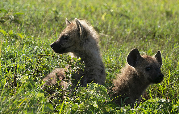Spotted hyena - Serengeti - Grumeti