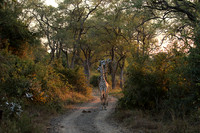 Giraffes thornicraft - South Luangwa
