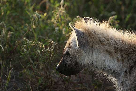 Spotted hyena - Serengeti - Grumeti