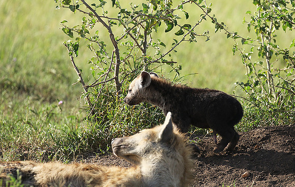 Spotted hyena - Serengeti - Grumeti