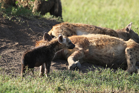 Spotted hyena - Serengeti - Grumeti