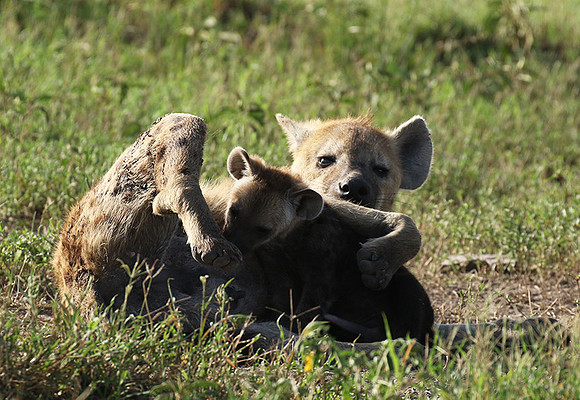 Spotted hyena - Serengeti - Grumeti