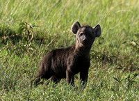 Spotted hyena - Serengeti - Grumeti