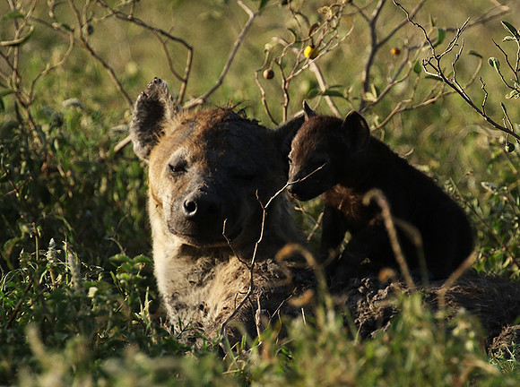 Spotted hyena - Serengeti - Grumeti