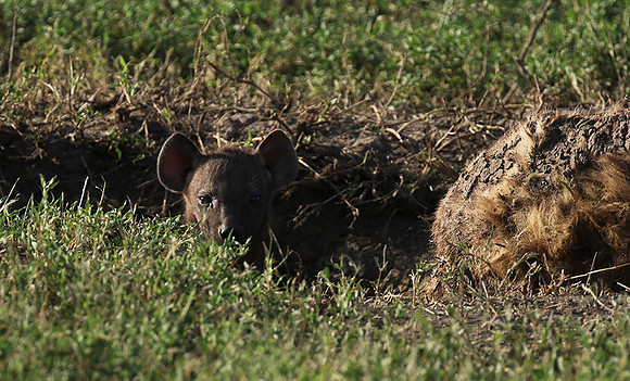 Spotted hyena - Serengeti - Grumeti