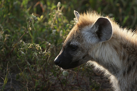 Spotted hyena - Serengeti - Grumeti