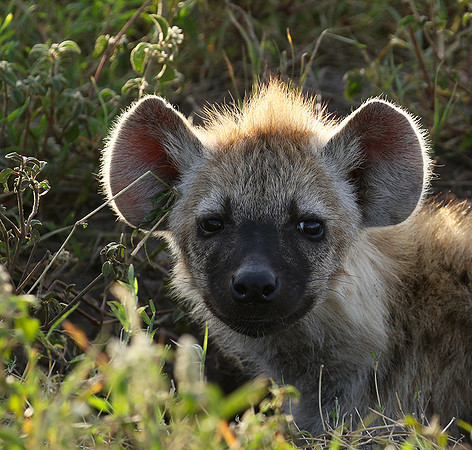 Spotted hyena - Serengeti - Grumeti Private Reserve