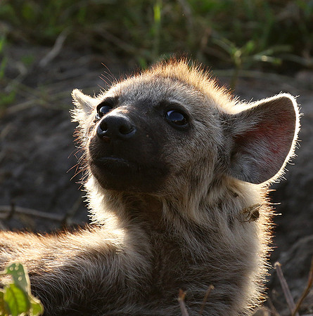 Spotted hyena - Serengeti - Grumeti Private Reserve