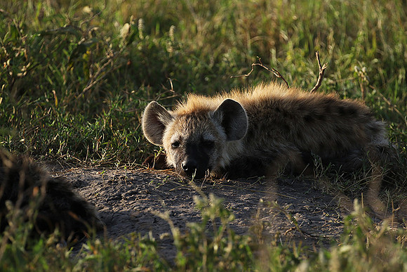 Spotted hyena - Serengeti - Grumeti