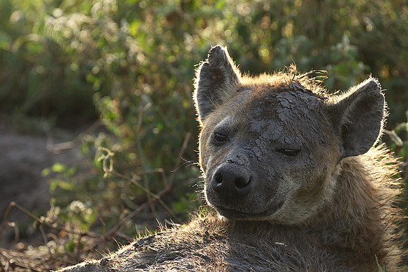 Spotted hyena - Serengeti - Grumeti